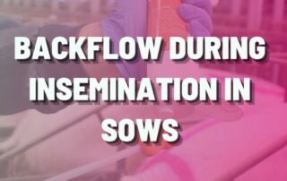 Backflow during insemination in sows