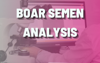 Boar semen analysis