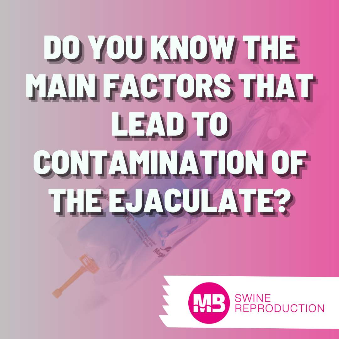 Do you know the main factors that lead to contamination of the ejaculate?