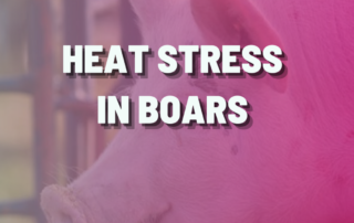 Heat stress in boars