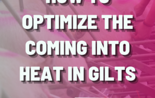 How to optimize the coming into heat in gilts
