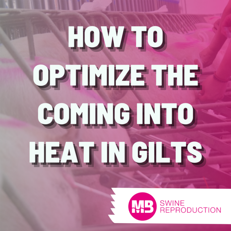 how-to-optimize-the-coming-into-heat-in-gilts-magapor-usa