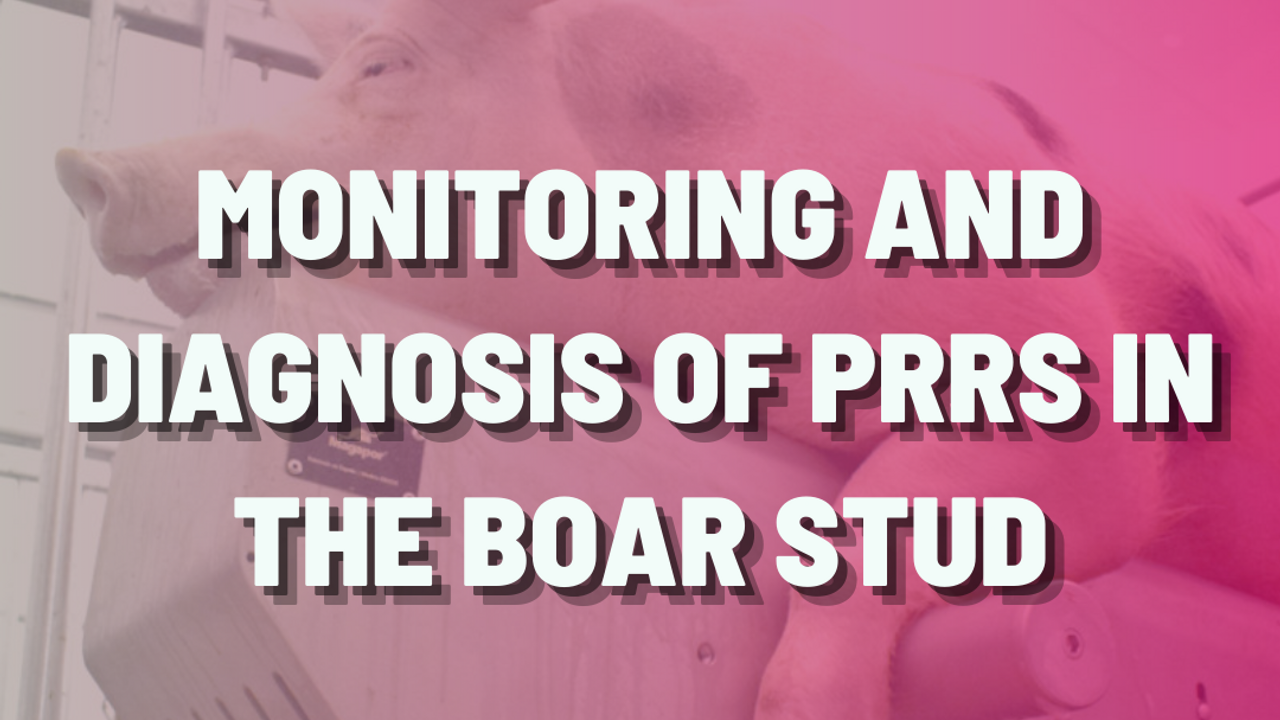 Monitoring and diagnosis of PRRS in the boar stud
