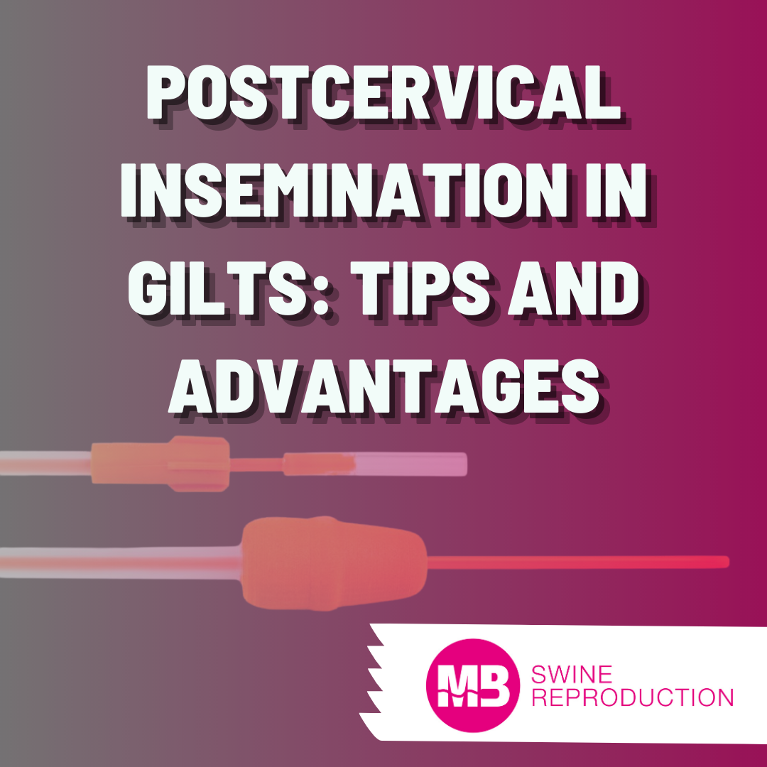Postcervical in gilts: tips and advantages